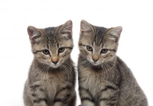 two tabby kittens